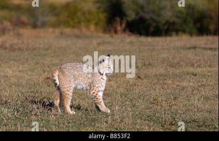 Les jeunes chatons chat sauvage, Lynx rufus Banque D'Images