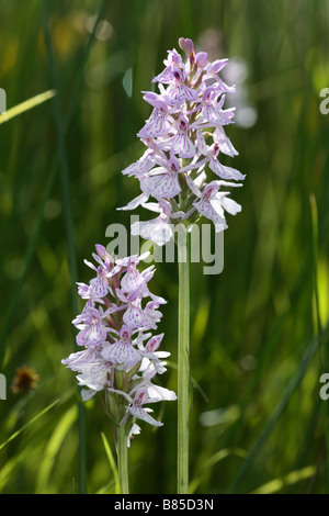 Fleurs de bruyère-spotted orchid (Dactylorhiza maculata). Powys, Pays de Galles. Banque D'Images