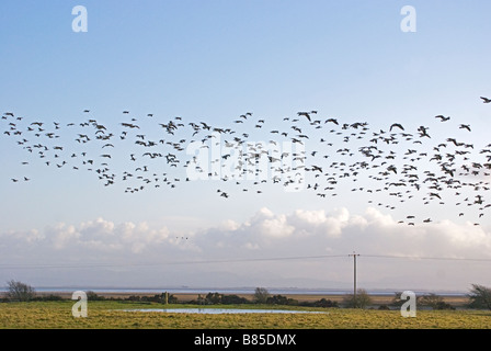 Un troupeau d'oies de bernache Branta leucopsis,. Banque D'Images