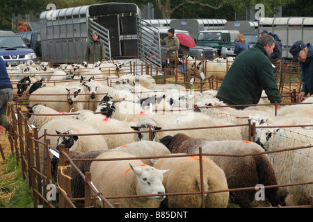 Les béliers en attente d'être vendues à un élevage ovin juste. Llanidloes, Powys, Pays de Galles. Octobre 2008. Banque D'Images