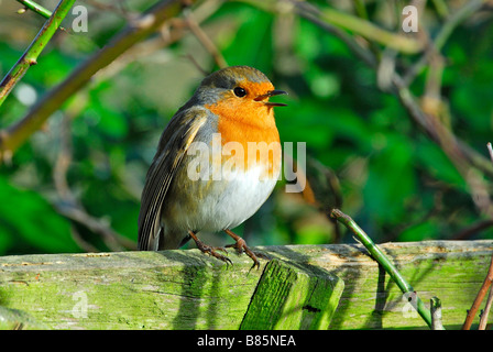 À poitrine rouge chant robin Banque D'Images