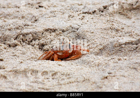 Le crabe fantôme, Ocypode gaudichaudii, dans le sable à South Plaza Islet, Îles Galapagos en septembre - aka ghost peint ou panier de crabe crabe pilote Banque D'Images
