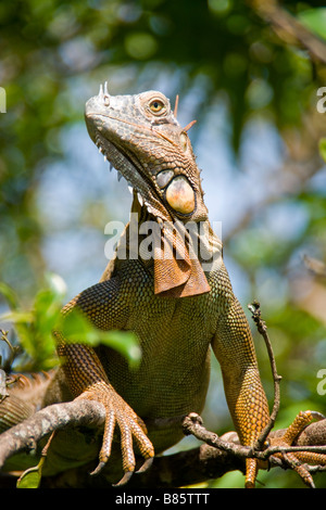 Iguane vert (Iguana iguana) au Costa Rica Banque D'Images