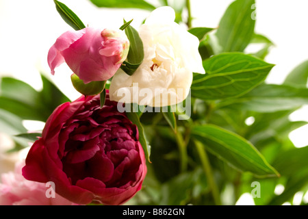 Pivoines Banque D'Images