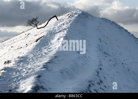 Arbre noueux sur Rushup Edge dans le Derbyshire Peak District', 'l'Angleterre Grande Bretagne' Banque D'Images