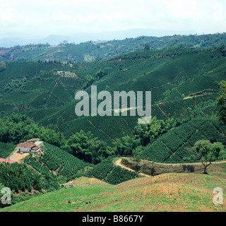 Les plantations de café de plaine sans arbres de l'ombre en Colombie Amérique du Sud Banque D'Images