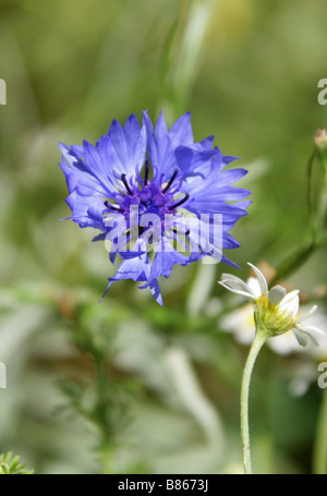 Bleuet, Centaurea cyanus, Asteraceae Banque D'Images