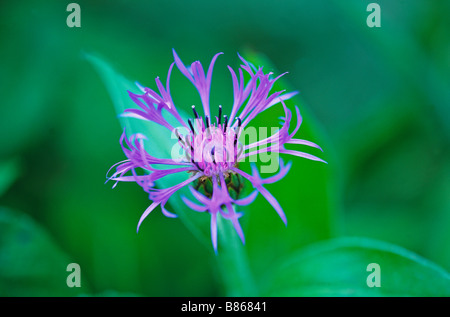 Close up photo de la centaurea montana Mountain Bluet Banque D'Images