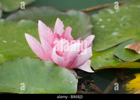 Fleur de nénuphar Banque D'Images