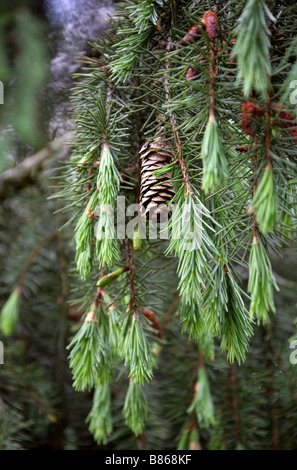 Cône de l'épinette Brewer Brewer's aka, Picea breweriana Weeping Spruce, Pinaceae Banque D'Images