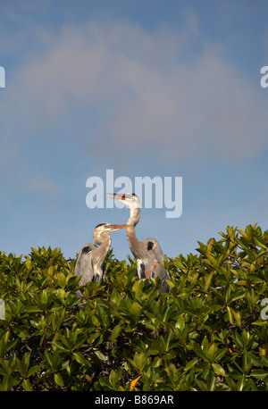 Paire de Grand Héron, Ardea herodias, au-dessus de la mangrove à Green Sea Turtle Cove, l'île de Santa Cruz, Galapagos, Equateur en Septembre Banque D'Images