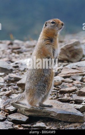 Spermophile arctique debout sur ses pattes Banque D'Images