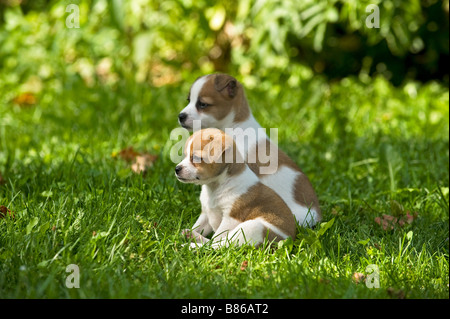 Deux half breed dog puppies on meadow Banque D'Images