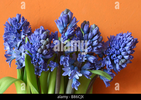 Jacinthes bleues fraîches foisonnent dans un vase en verre en face de mur de couleur ocre Banque D'Images