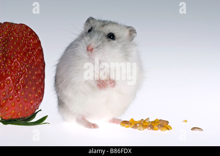 Dzhungarian hamster nain avec strawberry Banque D'Images