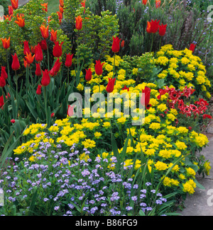 Détail de frontière avec des tulipes colorées et Euphorbia polychroma à Great Dixter Banque D'Images