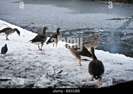 Les oiseaux d'hiver neige étang glace bernaches cygnes Banque D'Images