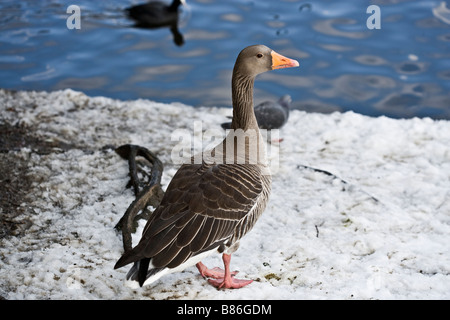 Les oiseaux d'hiver neige étang glace bernaches cygnes Banque D'Images