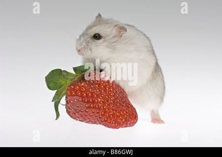 Dzhungarian hamster nain avec strawberry Banque D'Images