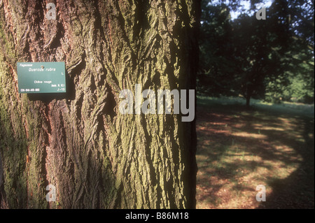 Arboretum de l'ecole du Breuil à Paris Banque D'Images