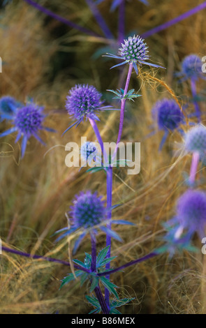 Eryngium planum Blaukappe floraison Banque D'Images