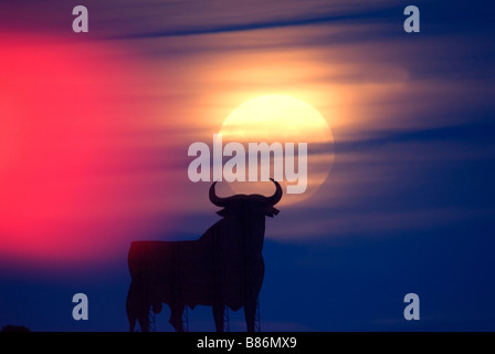 L'un des célèbres taureaux Osbourne en silhouette avec la hausse pleine lune derrière Banque D'Images