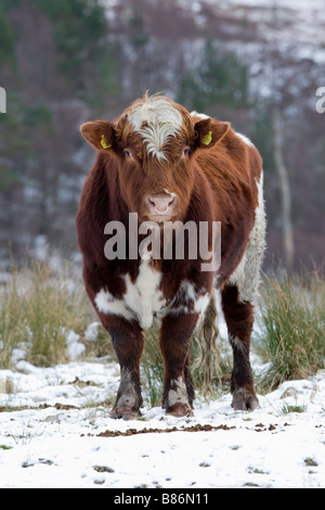 Vache écossaise dans le champ couvert de neige dans les hautes terres Banque D'Images