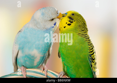 Deux perruches - smooching / Melopsittacus undulatus Banque D'Images