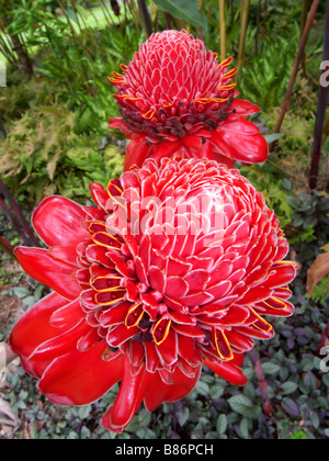 Fleurs spectaculaires de la flamme rouge ginger Etlingera elatior originaire de forêts tropicales de l'Indonésie et la Nouvelle-Guinée Banque D'Images