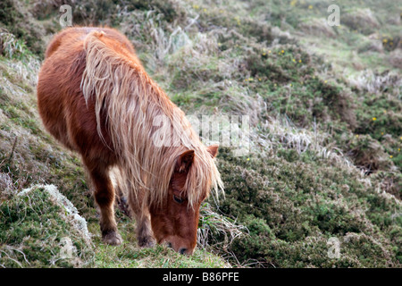 Caerthillian pâturage poneys Shetland Natural England Cornwall Banque D'Images