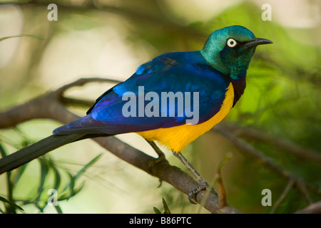Un Golden Breasted ou Royal Starling ( Cosmopsarus Regius ) originaire d'Afrique, en Somalie, en Ethiopie, en Tanzanie et au Kenya Banque D'Images