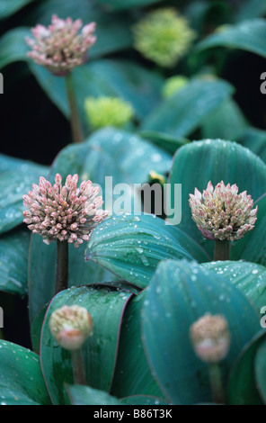 Une floraison de près de l'Allium carataviense Banque D'Images