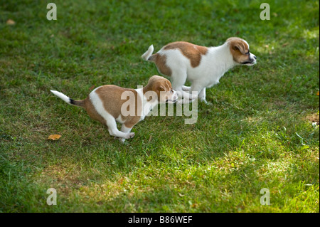 Deux half breed dog puppies - tournant sur meadow Banque D'Images