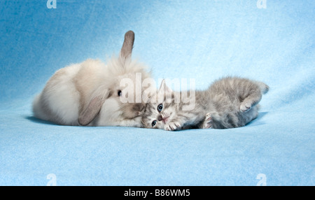 Amitié animal : lapin nain et chaton British Shorthair Banque D'Images