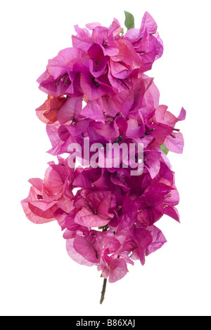 Avec bougainvilliers en fleurs rose isolé sur fond blanc Banque D'Images