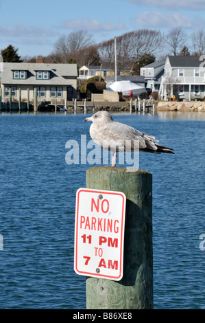 Brun Gris mouette debout sur pilotis harbour avec aucun stationnement 11 h à 7 h, signe, Cape Cod, Massachusetts USA Banque D'Images