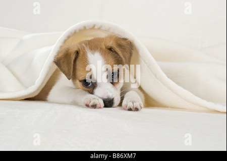 Half Breed dog puppy - lying Banque D'Images