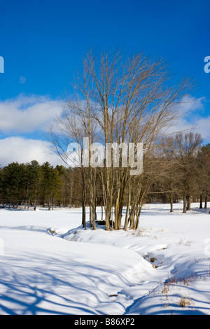 La fin de l'après-midi dans le Vermont avec le soleil casting shadows sur un terrain couvert de neige fraîchement Banque D'Images