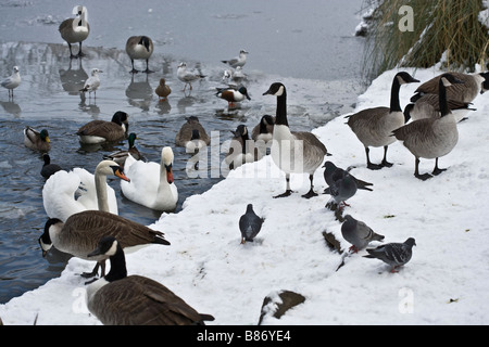 Les oiseaux d'hiver neige étang glace bernaches cygnes Banque D'Images