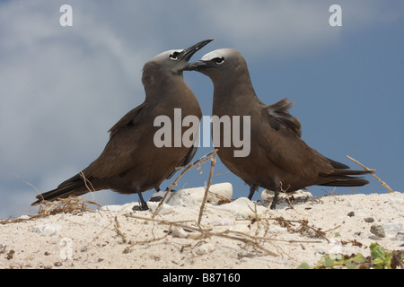 Noddy commun deux oiseaux au lissage sur une plage de corail Banque D'Images