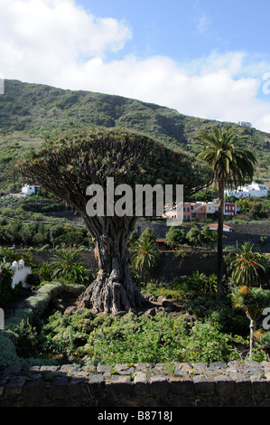 Dragonnier Dracaena draco dans la ville d'Icod de los Vinos Tenerife Banque D'Images