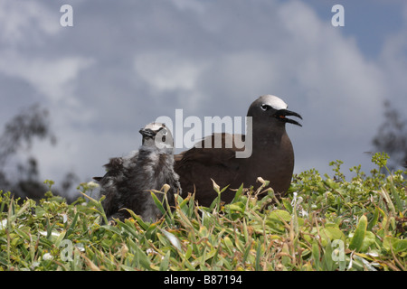 Noddy commun avec chick sur sol Banque D'Images