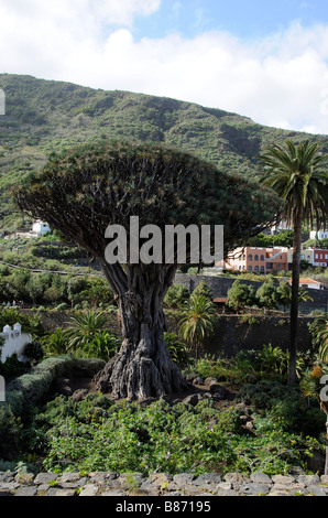 Dragonnier Dracaena draco dans la ville d'Icod de los Vinos Tenerife Banque D'Images