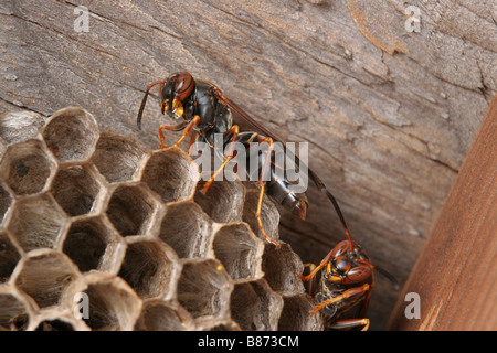 Northern paper wasp, Polistes fuscatus Banque D'Images