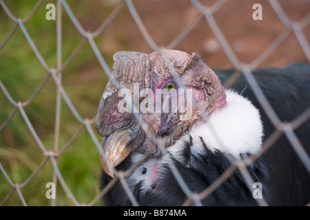 Condor des Andes, en captivité Banque D'Images