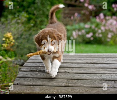 Berger Australien. Chiot avec traiter dans son museau marcher sur un pont en bois dans un jardin Banque D'Images