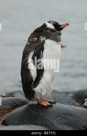 Pengiun Pygoscelis papua gentoo mue Charcot Port Péninsule Antarctique Banque D'Images