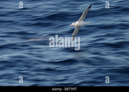 Albatros hurleur Diomedea exulans Passage Drake Antarctique Banque D'Images