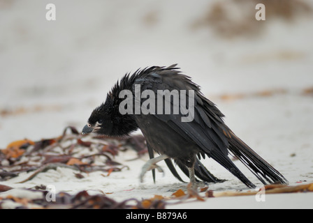 Phalcoboenus australis Caracara strié Iles Falkland Island carcasse Banque D'Images