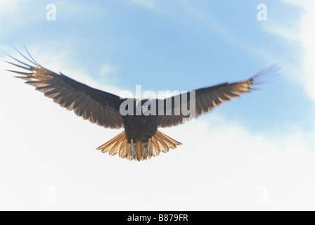 Phalcoboenus australis strié Caracara en vol West Point Island Iles Falkland Banque D'Images